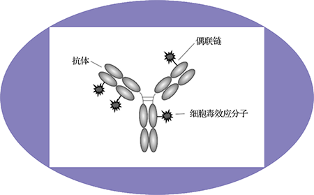 合乐HL8ADC临床前服务之ADC结构