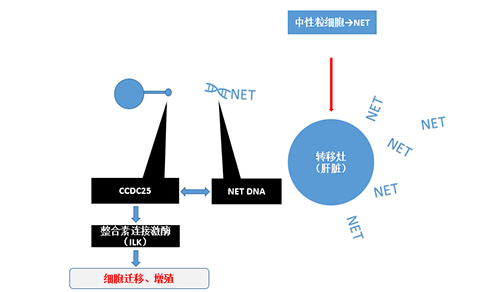 除了单纯的捕获，NET DNA与CCDC-25的结合还增强了癌细胞的侵袭行为，促进了癌症的肝转移。