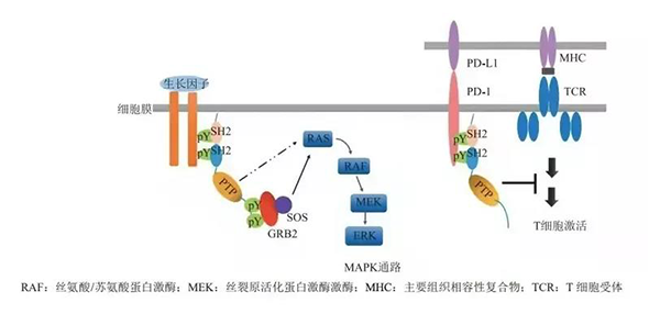 晚期恶性肿瘤患者的福音！合乐HL8助力凌达生物SHP2变构抑制剂RG001片获批临床 