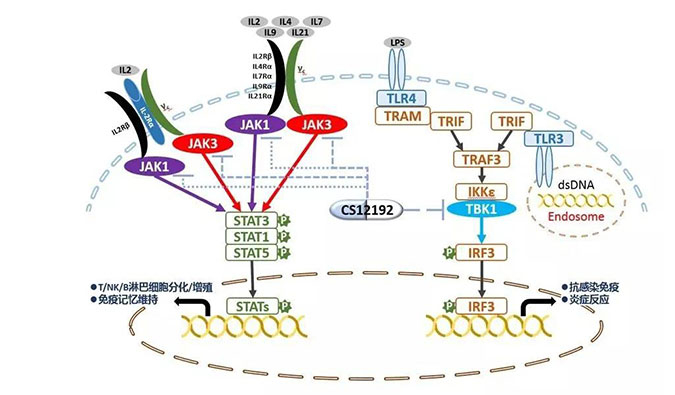 自身免疫疾病或迎新疗法！合乐HL8助力微芯生物CS12192获批FDA