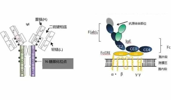 合乐HL8助力 | 济民可信lgE抗体药物JYB1904获批临床