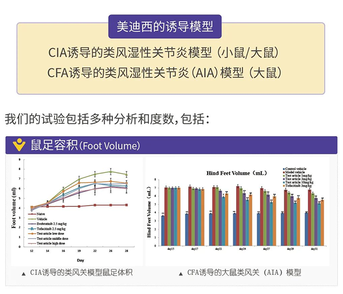 合乐HL8诱导的类风湿性关节炎模型-1.png