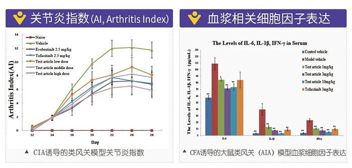 合乐HL8诱导的类风湿性关节炎模型-2.png