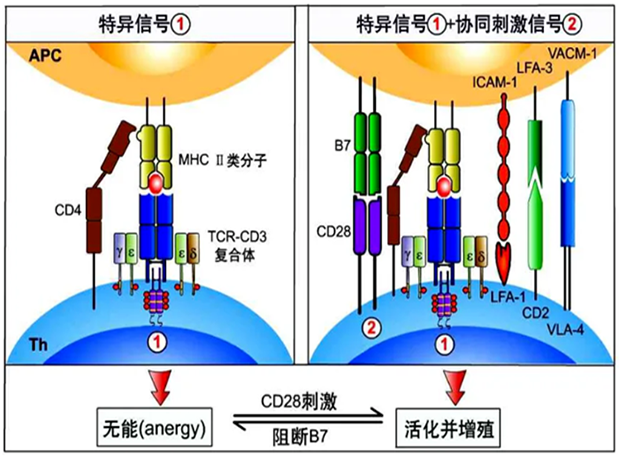 合乐HL8助力 | 国内CD19×CD3×CD28三特异性抗体获FDA默示许可