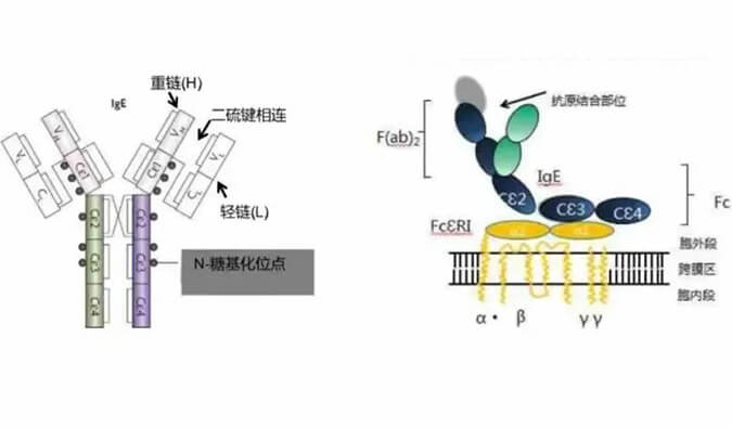 合乐HL8助力 | 济民可信lgE抗体药物JYB1904获批临床.jpg