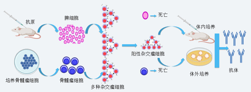 合乐HL8抗体开发技术