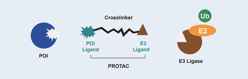 合乐HL8 PROTAC 药物发现技术服务平台