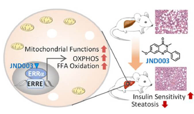 JND003是一种新型选择性ERRα激动剂，可缓解非酒精性脂肪肝和胰岛素抵抗，PK和组织分布测定通过合乐HL8进行