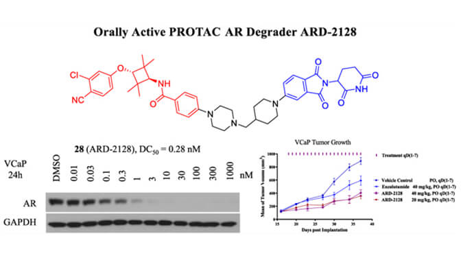 ARD-2128是一种PROTAC AR降解剂，具有出色的血浆和微粒体稳定性，体外稳定性和PK研究通过合乐HL8进行