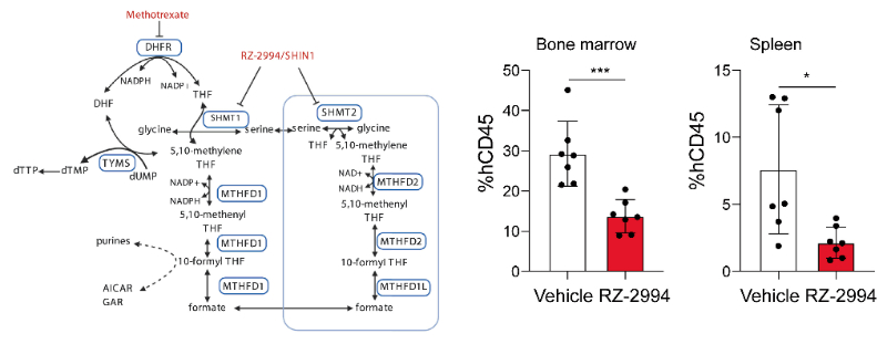 研究人员使用RZ-2994来表征抑制SHMT1/2在T细胞急性淋巴细胞白血病 (T-ALL) 中的作用，RZ-2994通过合乐HL8定制合成