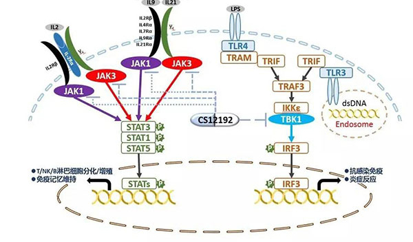 自身免疫疾病或迎新疗法！合乐HL8助力微芯生物CS12192获批FDA.jpg