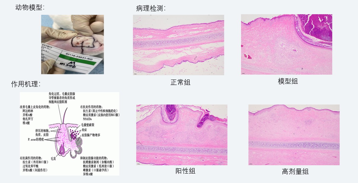 案例3：新西兰兔痤疮药效研究.jpg